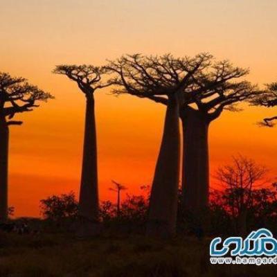 خیابان بائوباب ها یکی از خاص ترین خیابانهای دنیا است خیابان بائوباب ها یکی از خاص ترین خیابانهای دنیا است