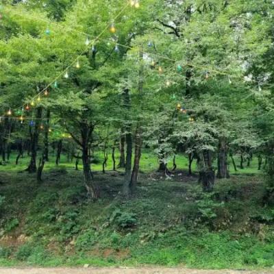 جنگل عباس آباد مازندران؛ رویایی از جنس طبیعت جنگل عباس آباد مازندران؛ رویایی از جنس طبیعت